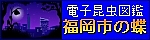 バナー：福岡市の蝶