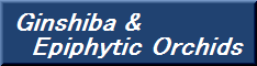 バナー：Ginshiba & Epiphytic Orchids