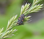 写真:テントウムシ