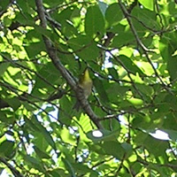 写真:サクラの葉とメジロ