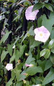 写真:ヒルガオ