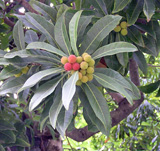 写真：6月19日ヤマモモ