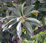 写真：6月22日ヤマモモ1