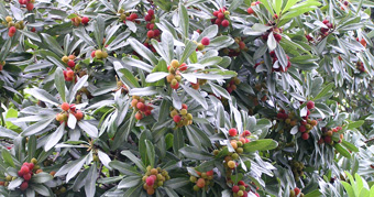 写真：6月22日ヤマモモ2