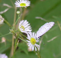 写真：シジミチョウ1
