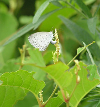 写真：シジミチョウ2