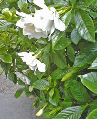 写真：クチナシ1