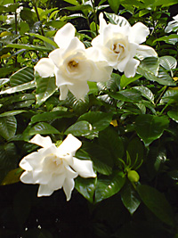 写真：クチナシ2