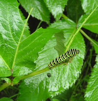 写真：キアゲハ幼虫