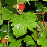 写真：キイチゴ