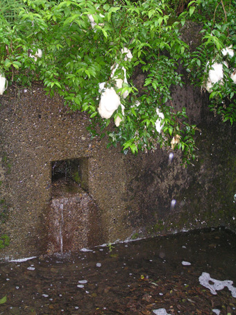 写真：モリアオガエル1