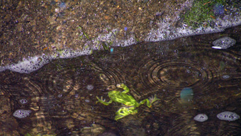 写真：モリアオガエル2