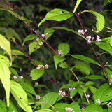 写真：ムラサキシキブ