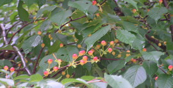 写真：サクランボ