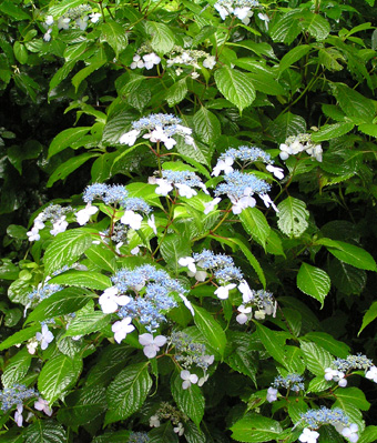 写真：ヤマアジサイ