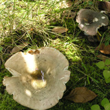 写真:キノコ3