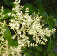 トウネズミモチ1