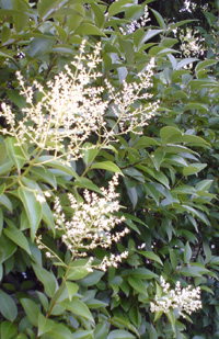 トウネズミモチ2