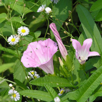ヒルガオ