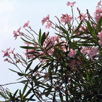 キョウチクトウ