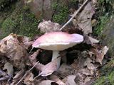 写真:キノコ5
