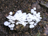 写真:キノコ7