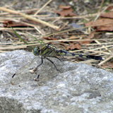 写真:シオカラトンボ1