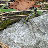 写真:シオカラトンボ2
