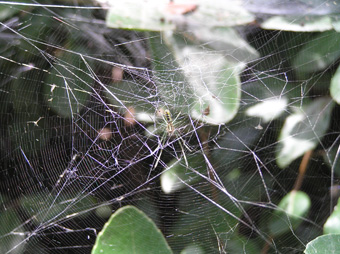 クモの巣2