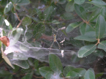 クモの巣3