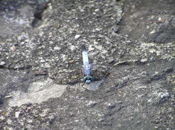 シオカラトンボ