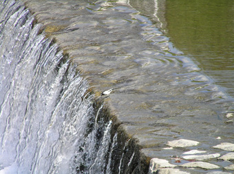 セグロセキレイ1