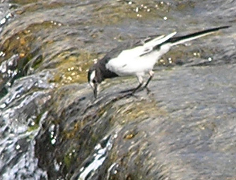 セグロセキレイ2