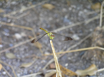マユタテアカネ1