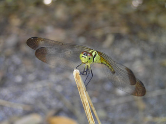 マユタテアカネ2