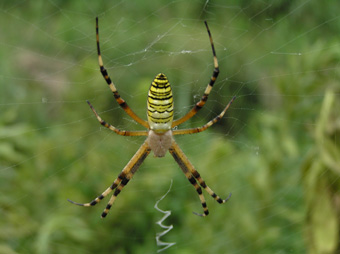 ナガコガネグモ