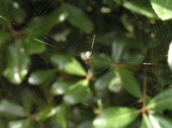 クモと円網