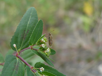 オオニシキソウ