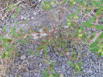 オオニシキソウ2