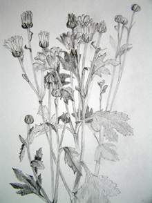 鉛筆画:小菊1