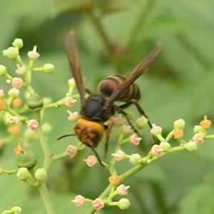 コガタスズメバチ
