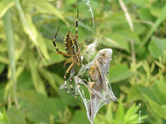 ナガコガネグモ