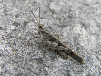 クルマバッタモドキ?