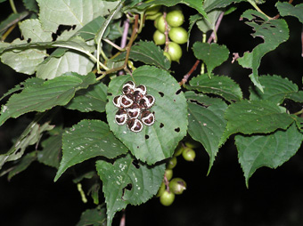 アカスジキンカメムシ(幼虫)1