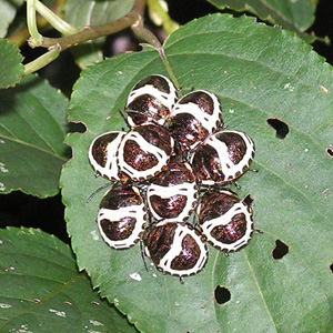 アカスジキンカメムシ(幼虫)2