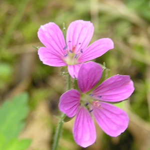 ゲンノショウコ(紅色)