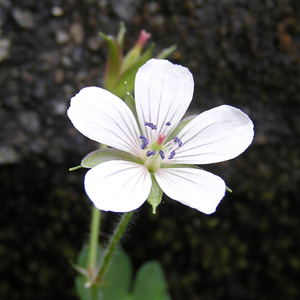 ゲンノショウコ(白色)