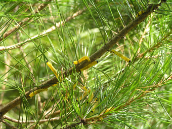 マツノミドリハバチ(幼虫)1