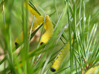 マツノミドリハバチ(幼虫)2