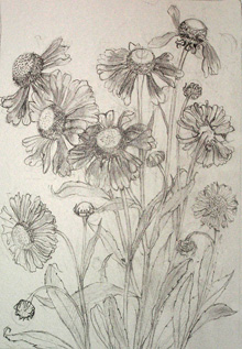 鉛筆スケッチ_花